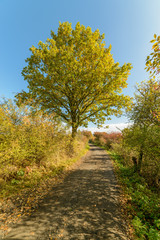 tree by a dusty road in early autumn
