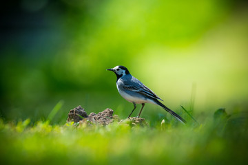 White wagtail presenting its feathers in the meadow