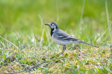 White wagtail presenting its feathers in the meadow