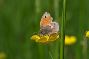 kleines wiesenvögelchen auf gelber blume