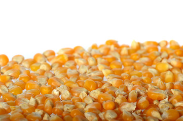 Close-up of Dried corn in clay pot