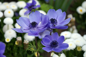 .......Blua violette Anemone