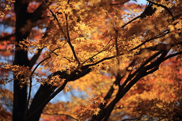 Autumnal landscape of Suizawa maple valley in the Mie Prefecture of Japan