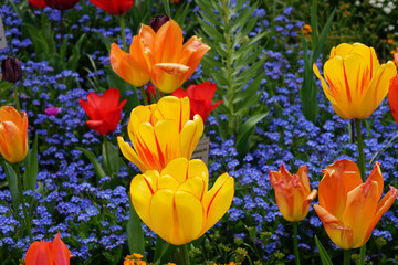 Bunte Tulpen im Frühling