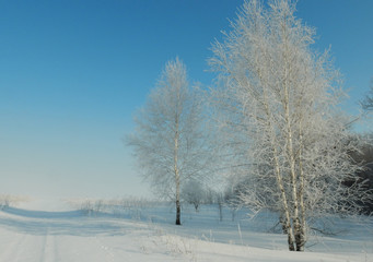 Two birch trees covered with frost on the edge of the forest and a snow-covered road
