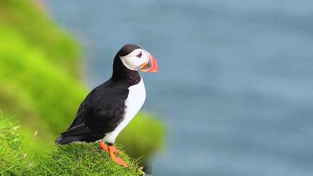 Famous faroese bird - puffin on the edge of grassy coast of Faroe island Mykines in Atlantic ocean. Faroe islands, Denmark. UHD 4k video