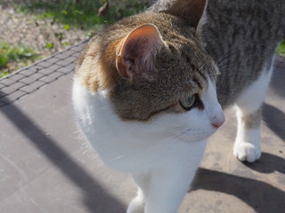  cat doing daily actions photographed up close