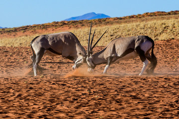 zwei Oryx kämpfen am Rande der Namib