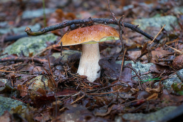 Porcini mushroom (Boletus edulis) growing underneath a stick