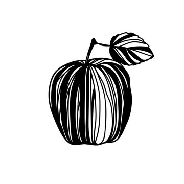 Hand drawn black on white apple