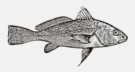 Atlantic croaker micropogonias undulatus in side view after a historical engraving from the 19th century