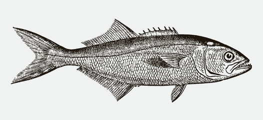 Threatened bluefish, pomatomus saltatrix, after antique engraving from 19th century