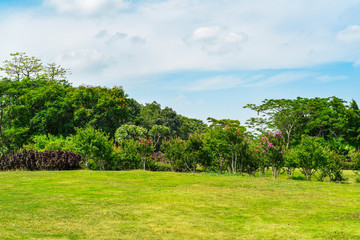 green trees and grass under summer sunshine in a coastal park of shenzhen china