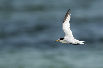 Fototapeta na wymiar Saunders tern in flight, Bahrain