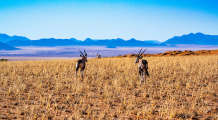 Oryx ziehen durch die weite Savanne im Namib-Naukluft-Nationalpark, Namibia
