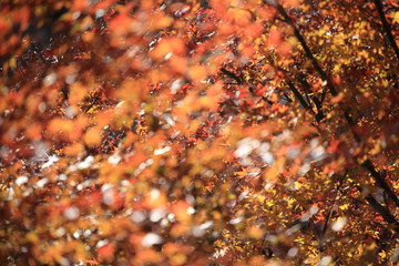Autumnal landscape of Suizawa maple valley in the Mie Prefecture of Japan