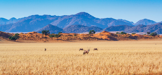 Natur erleben: Oryx ziehen durch die weite Savanne im Namib-Naukluft-Nationalpark, Namibia