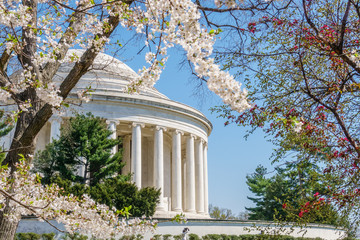 Jefferson Memorial in Washington, DC surrounded by cherry blossoms in spring