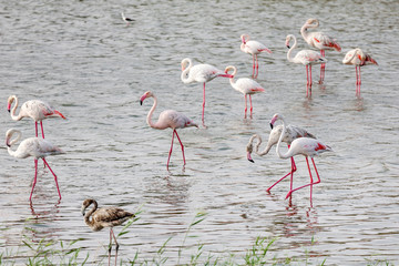 Great flamingos in the pond at Al Wathba Wetland Reserve in Abu Dhabi, UAE