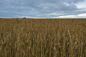 field of wheat under cloudy sky, nature.