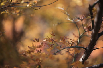 Autumnal landscape of Suizawa maple valley in the Mie Prefecture of Japan