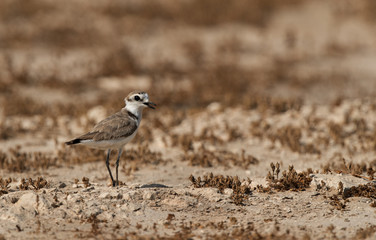 The Kentish plover at Hamala,. Bahrain