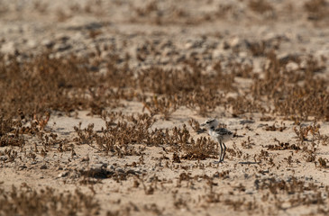 The Kentish plover chick on dry grasses, Bahrain 