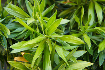 Fototapeta na wymiar dracaena reflexa or song of jamaica green plant
