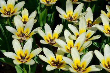 Obraz premium Beautiful large yellow tulips blooming in a city flowerbed