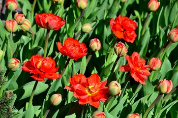 Beautiful large red tulips blooming in a city flowerbed