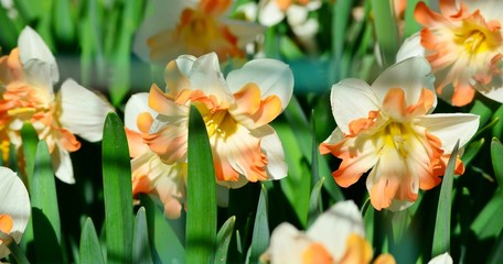 Fototapeta premium Large garden daffodils in the flowerbed, early spring flowers symbol of Easter