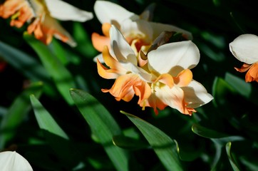 Obraz premium Large garden daffodils in the flowerbed, early spring flowers symbol of Easter