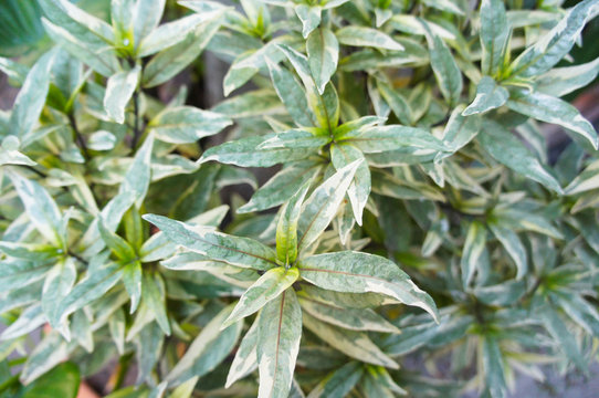Willow-leaved justicia gendarussa variegata green plant
