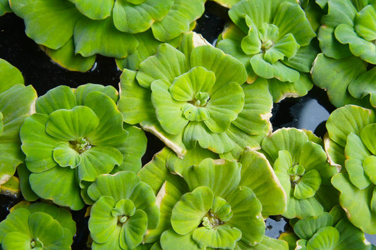 Water lettuce or pistia stratiotes green leaves