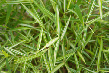 Fototapeta na wymiar Pleioblastus shibuyanus tsuboii bamboo green leaves