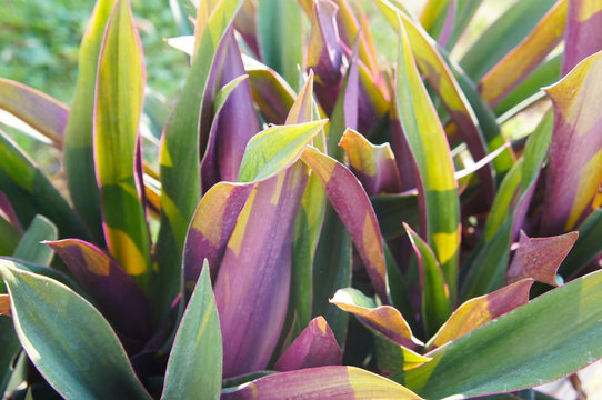 Tradescantia spathacea rhoeo discolor or boatlily green and purple leaves