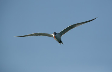 Lesser crested tern in flight, Bahrain 