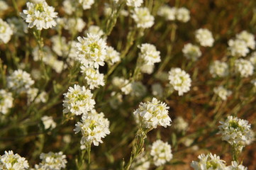 berteroa incana or hoary alison many small white flowers