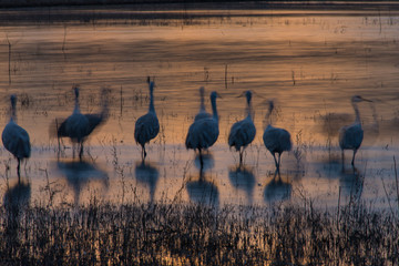 Sandhill Cranes Long Exposure