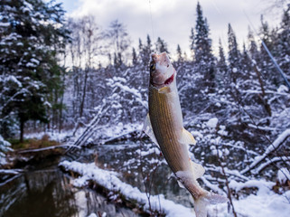  winter fishing in  the wild