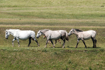Fototapeta premium the white horses follow each other through the rolling country