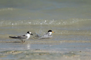 Saunders tern bathing at Busiateen coast, Bahrain 