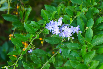 duranta erecta or golden dewdrop violet flowers with green