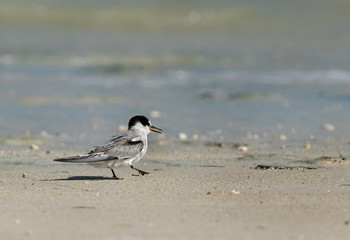 A hungry Saunders tern at Bahrain 