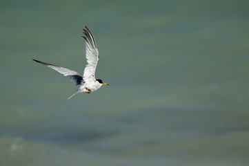 Fototapeta na wymiar Saunders tern flying at Busaiteen coast of Bahrain