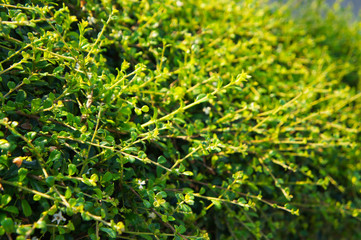 Carmona retusa fukien tea green plant in sunlight