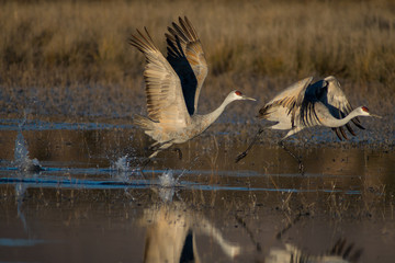 Sandhill Cranes