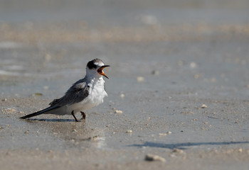 A hungry juvenile White-cheeked tern, Bahrain 