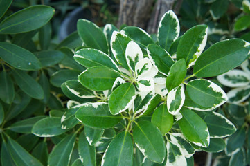 Schefflera or umbrella plant or arbicola green and white leaves