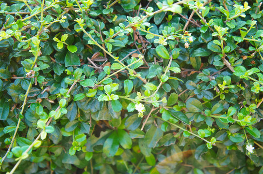 Carmona retusa fukien tea green plant background